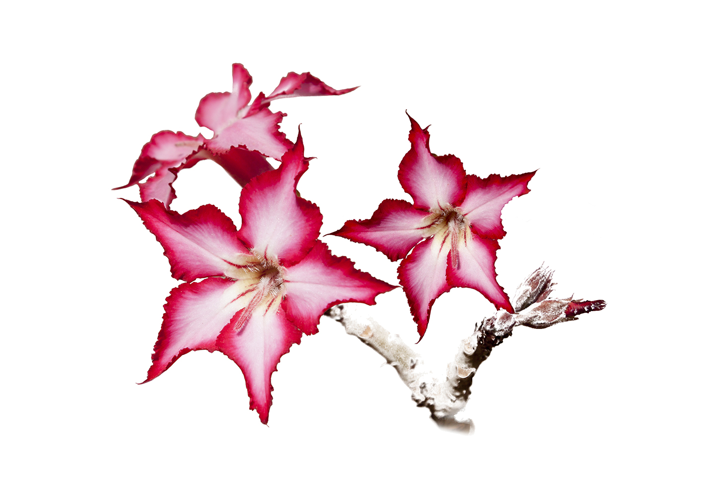 impala-lily-placemat-4